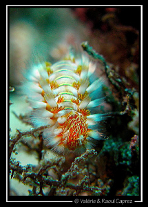 Hairy worm on its way (Hermodice carunculata) by Raoul Caprez 